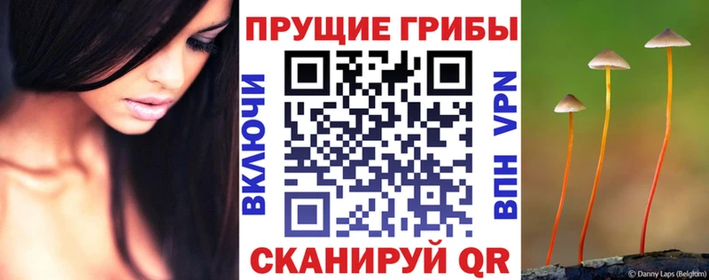 kraken как зайти  дарнет шоп  Эртиль  Псилоцибиновые грибы Magic Shrooms 